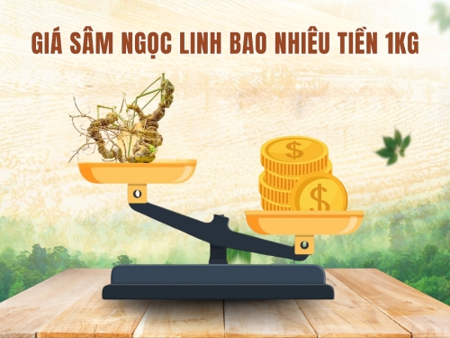 Giải đáp: Giá sâm Ngọc Linh bao nhiêu tiền 1kg? Có đắt như lời đồn?